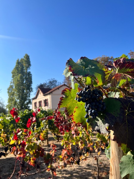 Kat at a vineyard